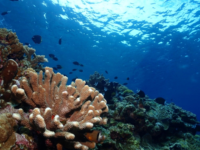 浄水フィルターで沖縄サンゴの美味しいお水へ。アルカリイオン水が作れます